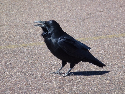 Nature bird desert wildlife Photo