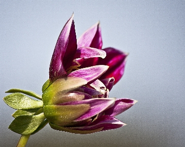 Nature blossom plant flower Photo