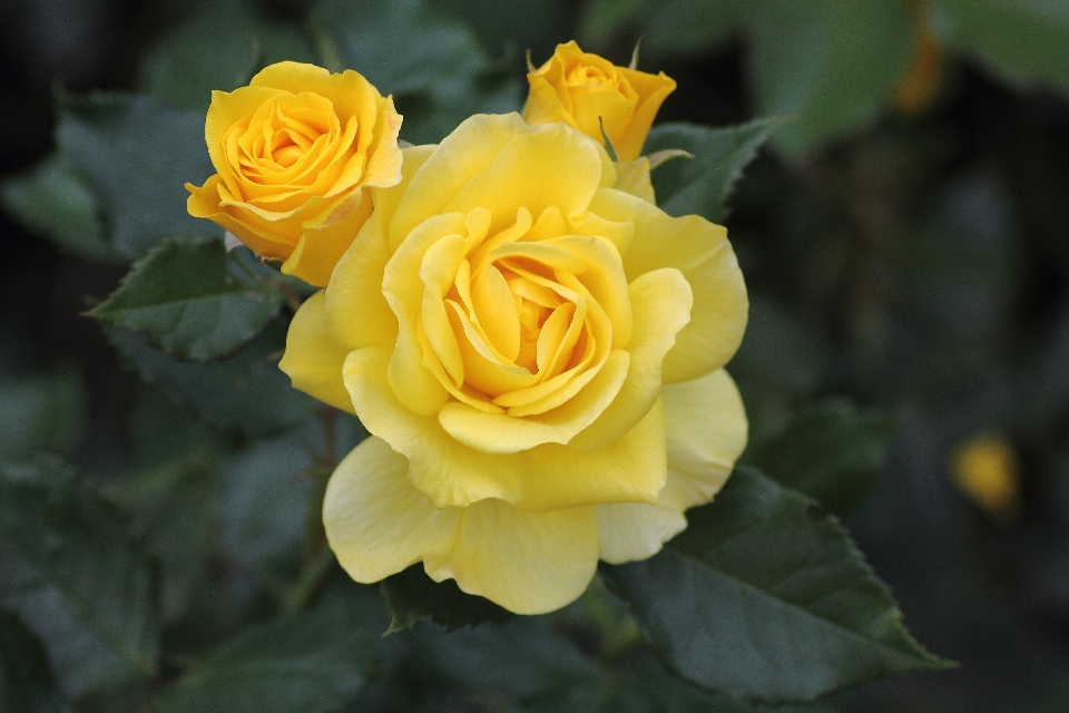 Nature blossom plant flower