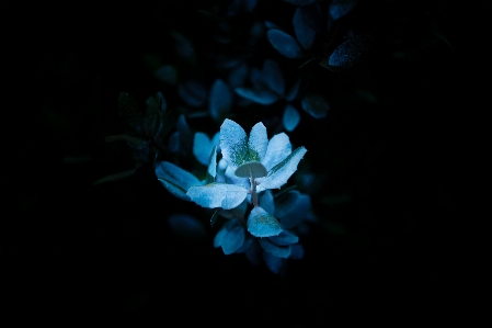 Blossom plant flower petal Photo