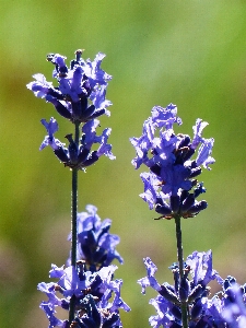 Plant flower purple spring Photo