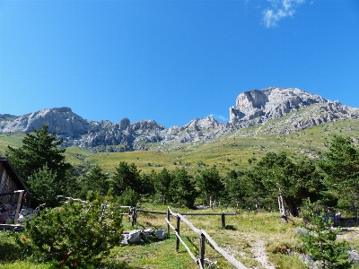 風景 木 自然 草 写真