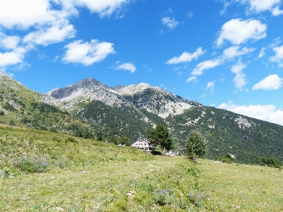 Landscape tree grass wilderness Photo