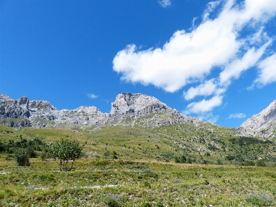 風景 木 草 rock 写真