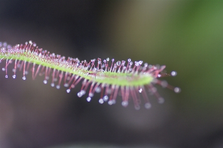 自然 植物 花 紫 写真