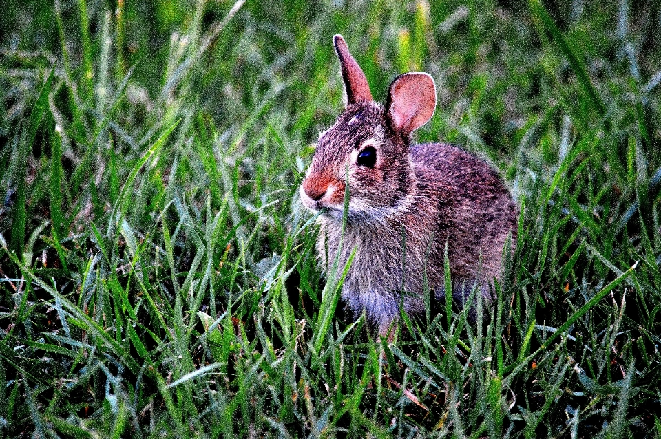 Naturaleza césped animal lindo