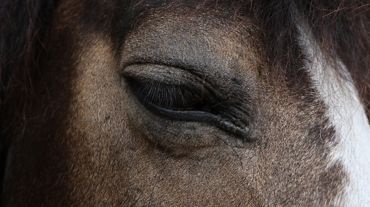 野生動物 毛皮 馬 たてがみ
 写真