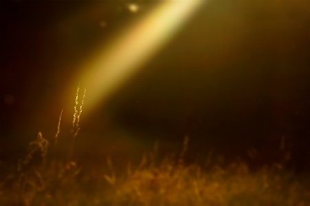 Foto Grama luz céu noite