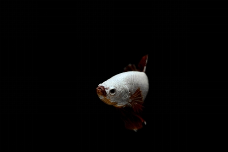 Fish close up organism macro photography Photo