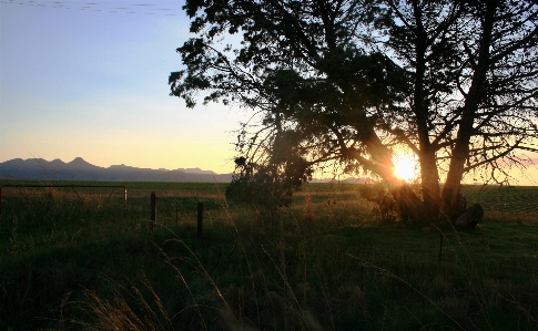 Landscape tree grass horizon Photo