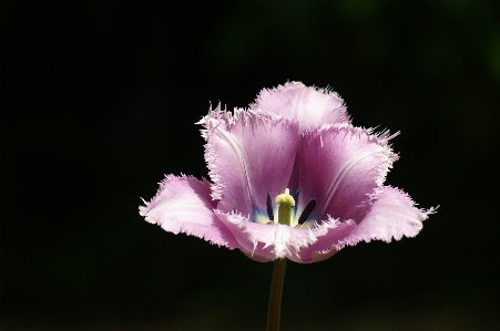 Nature plant flower purple Photo