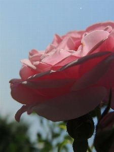 Blossom plant sky flower Photo