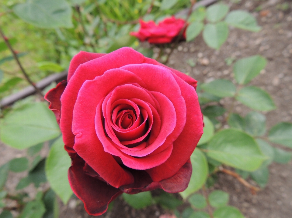 Planta flor pétalo rosa