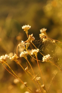 Foto Grama filial florescer plantar