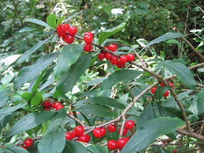 Plant fruit berry holly Photo