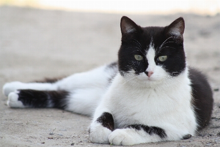 Foto En blanco y negro
 lindo mascota pelo