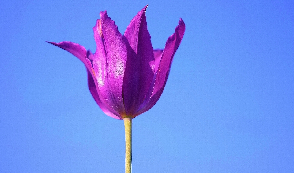 自然 花 植物 空