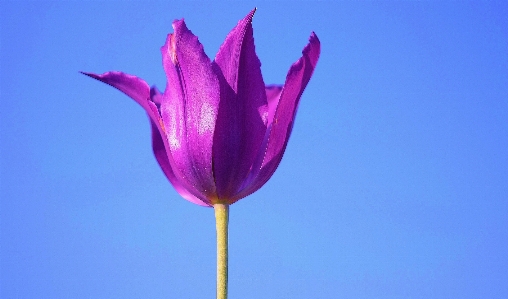 Nature blossom plant sky Photo