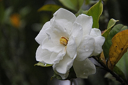 Blossom plant white stem Photo