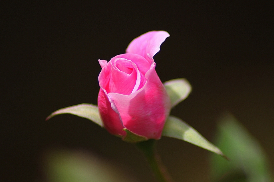 Blossom plant stem leaf