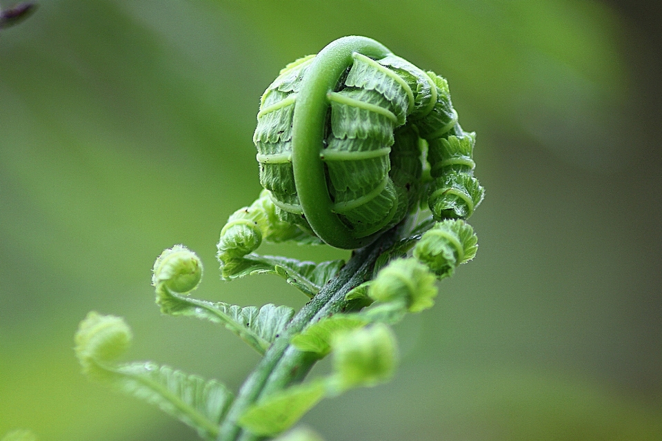 Nature grass plant leaf