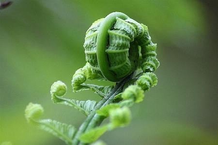 Nature grass plant leaf Photo