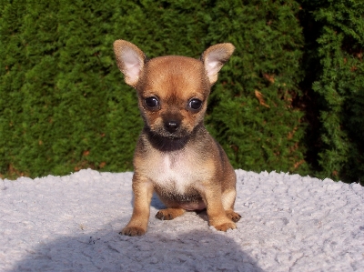 Foto Anak anjing mamalia coklat kekuningan
