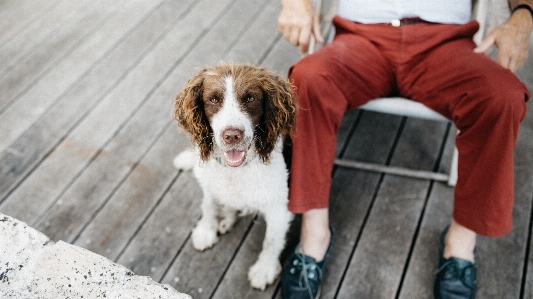 Foto Cucciolo cane spaniel
 muso
