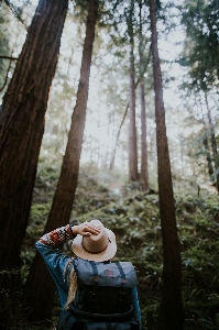 Tree nature forest path Photo