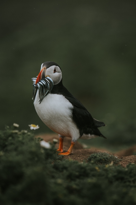 Oiseau de mer
 faune le bec