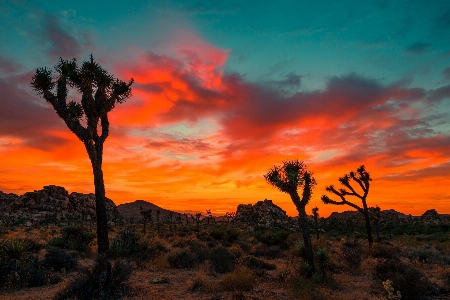 Landscape tree horizon mountain Photo