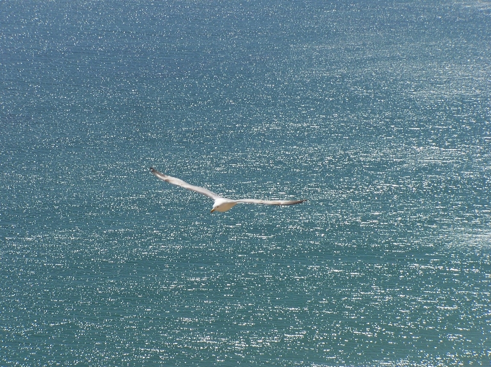 海 海岸 水 海洋