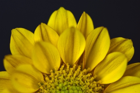 Nature plant flower petal Photo