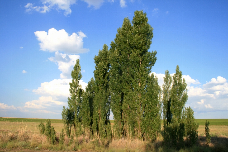 Landscape tree grass cloud