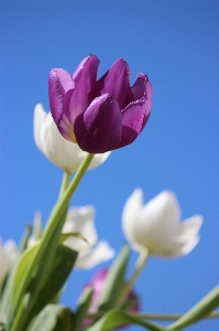 Nature blossom plant sky Photo