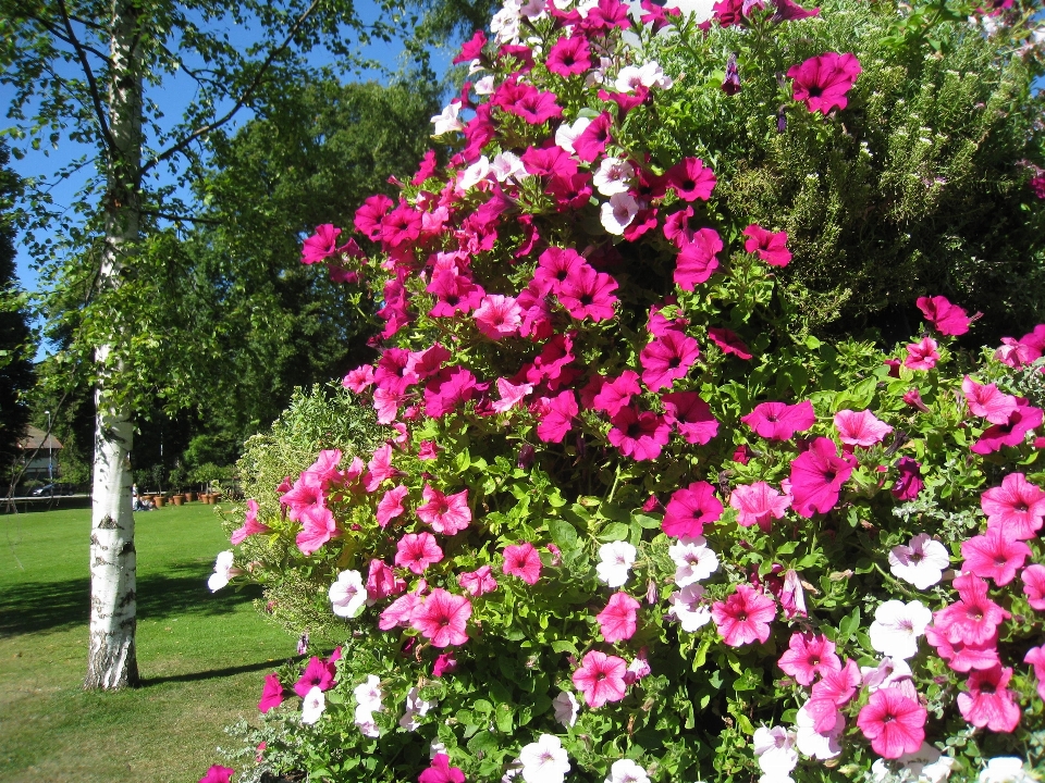 Arbre herbe usine fleur