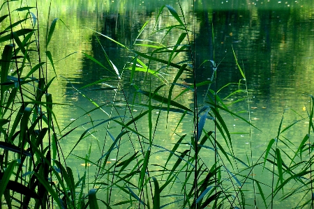 Water grass plant lake Photo