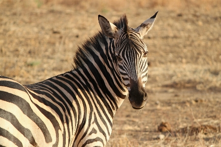 Grass wilderness wildlife wild Photo