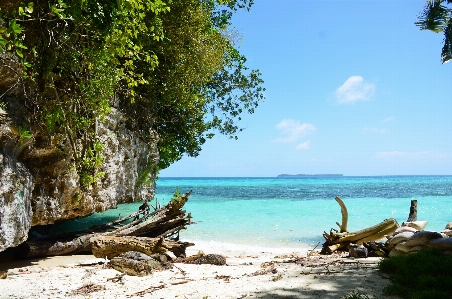 Beach driftwood sea coast Photo