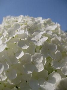 Blossom plant sky white Photo