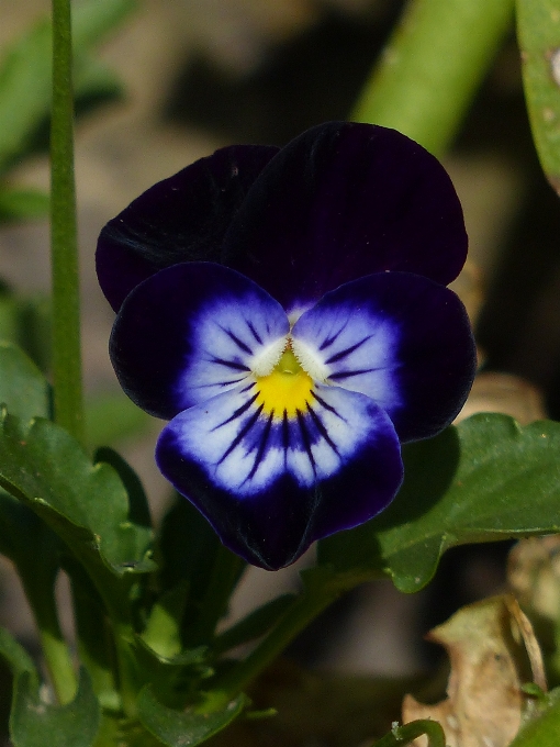 Nature blossom plant flower