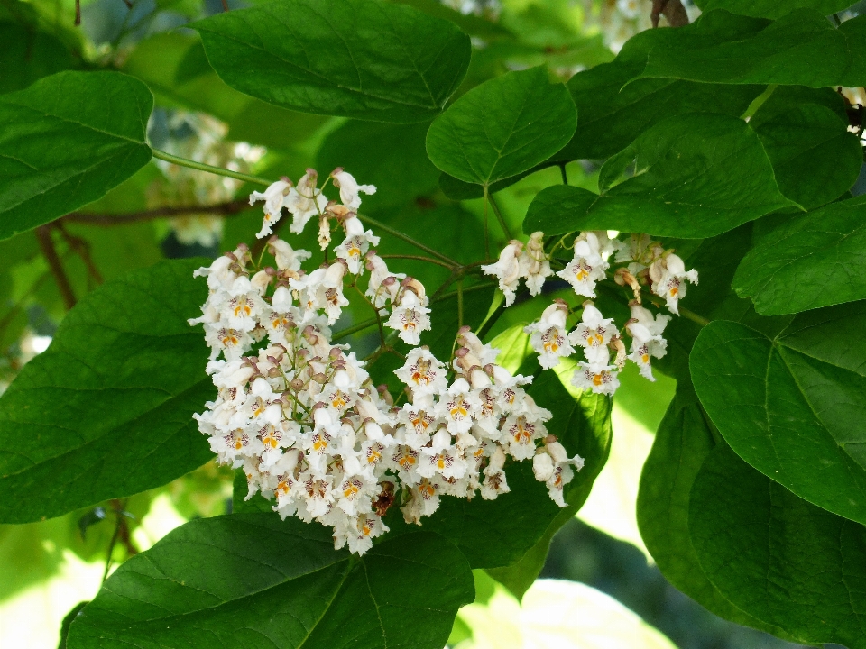 árvore florescer plantar branco