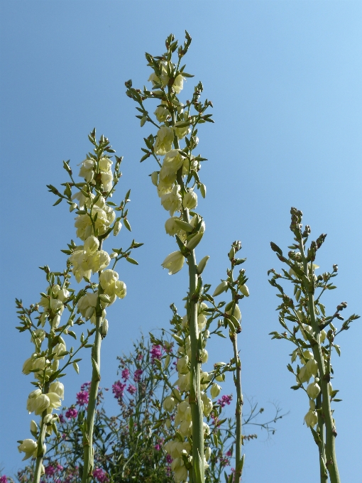 Tree branch blossom plant