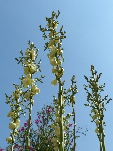 Tree branch blossom plant Photo