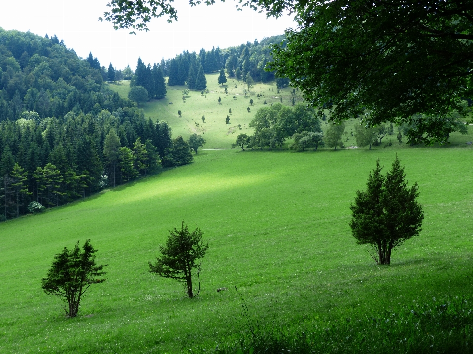 Landschaft baum natur wald