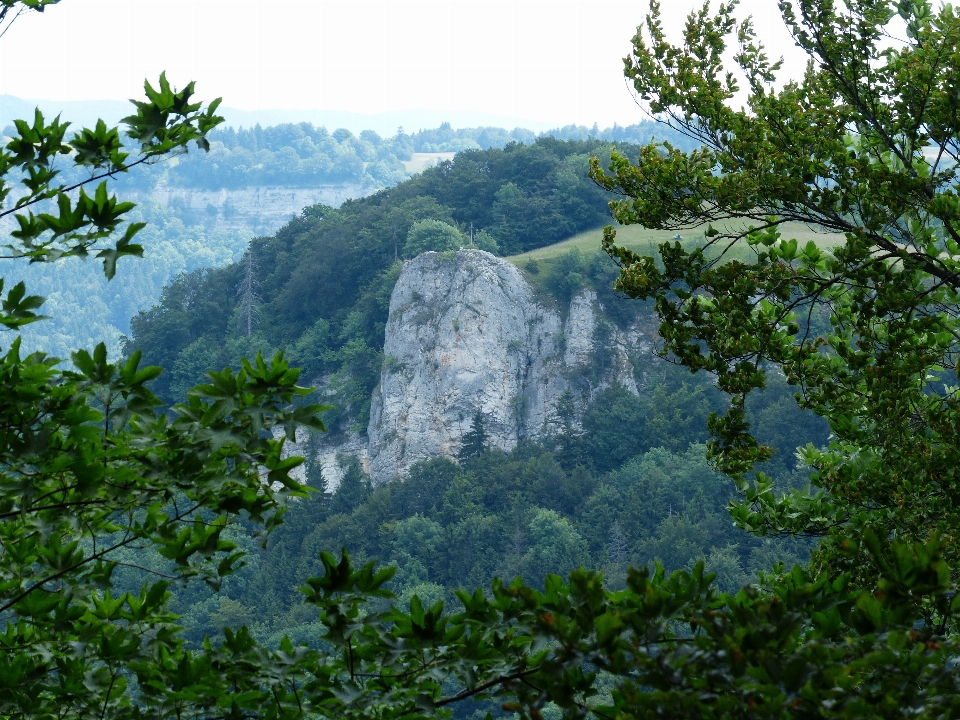 пейзаж дерево лес rock