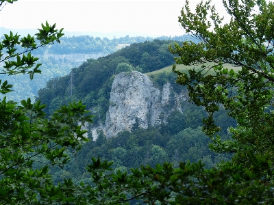 Foto Lanskap pohon hutan rock