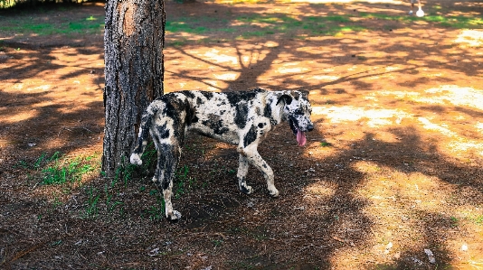 Foto Albero erba pianta cane