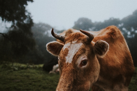 Foto Erba cielo animali selvatici corno