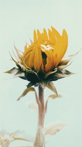 Plant flower petal yellow Photo